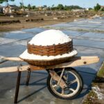 Soľ ako pomocník proti škodcom – Prírodné riešenie pre záhradu a domácnosť